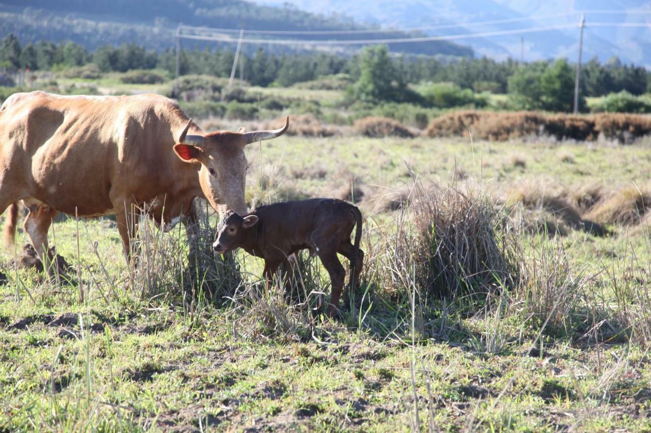 The Farmstead Villa Franschhoek Luaran gambar